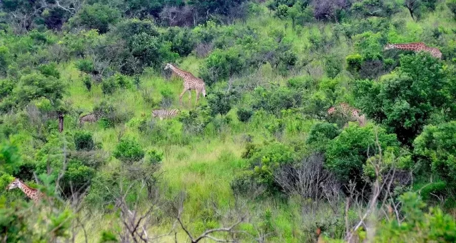 Оптична илюзия