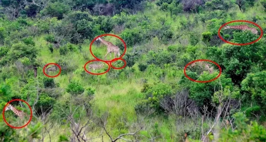 Оптична илюзия