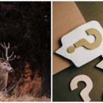 Пъзел за най-острите очи: само малцина ще открият елена за 10 секунди. Пъзел за най-острите очи: само малцина ще открият елена за