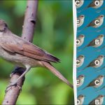 Само хора с орлов поглед могат да открият думата „славей“